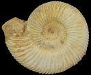 Perisphinctes Ammonite - Jurassic #68177-1